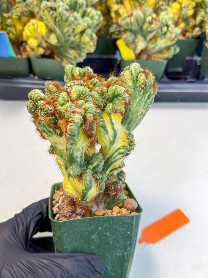 Cereus monstruosus Variegatus Hort (o) | Imported