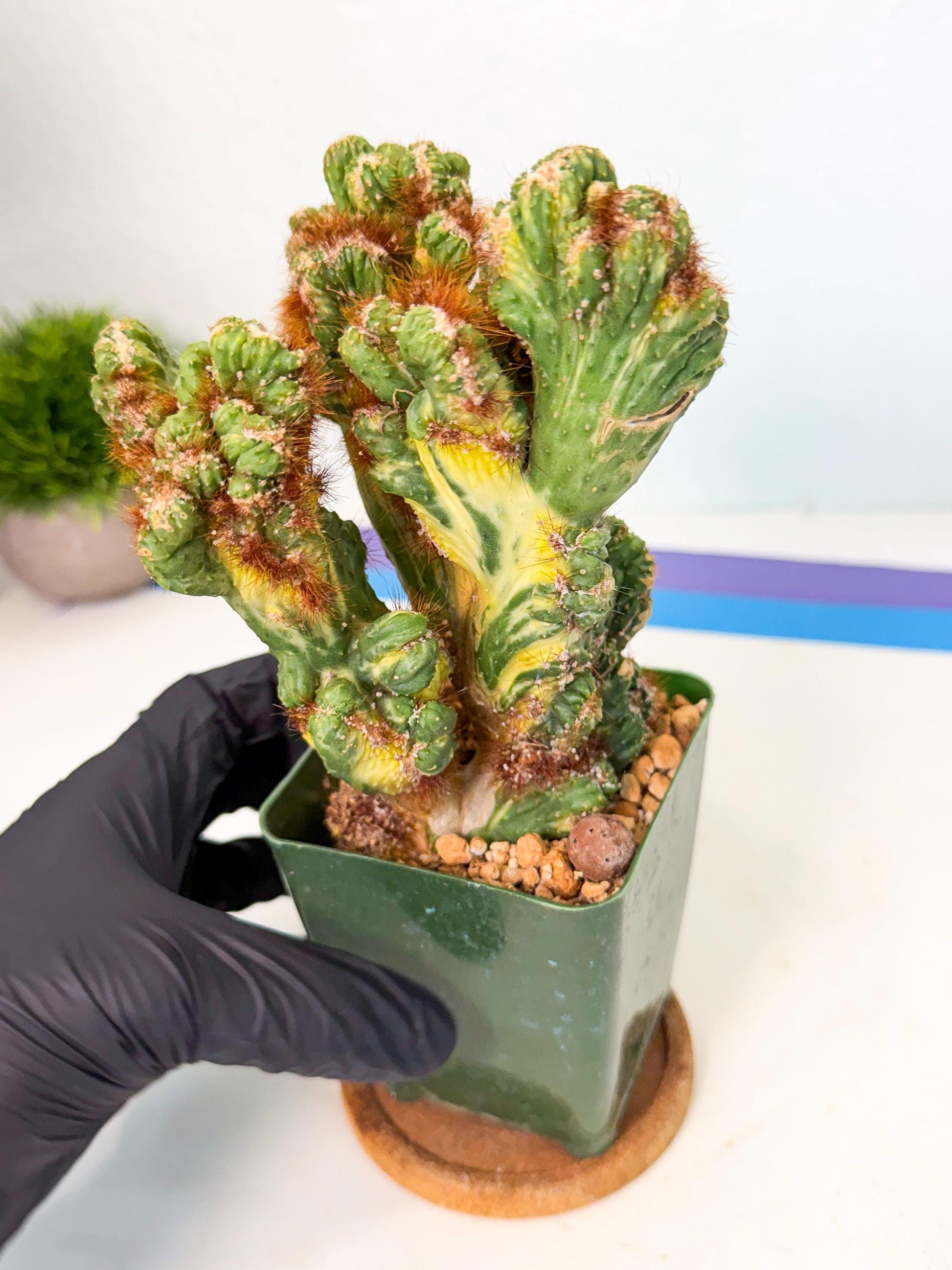 Cereus monstruosus Variegatus Hort (o) | Imported