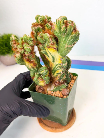 Cereus monstruosus Variegatus Hort (o) | Imported