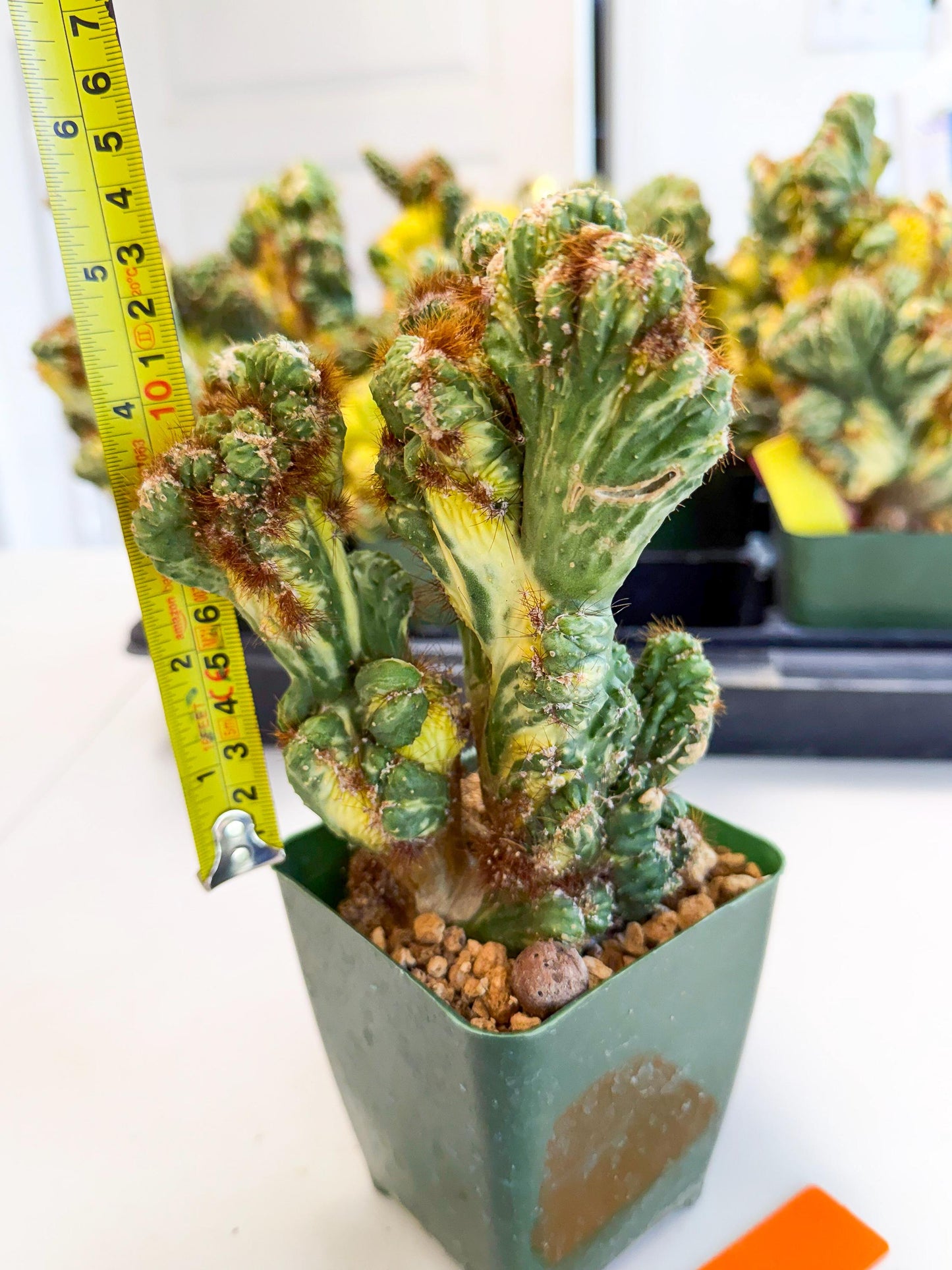 Cereus monstruosus Variegatus Hort (o) | Imported