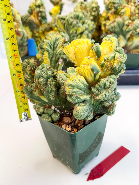 Cereus monstruosus Variegatus Hort (r) | Imported