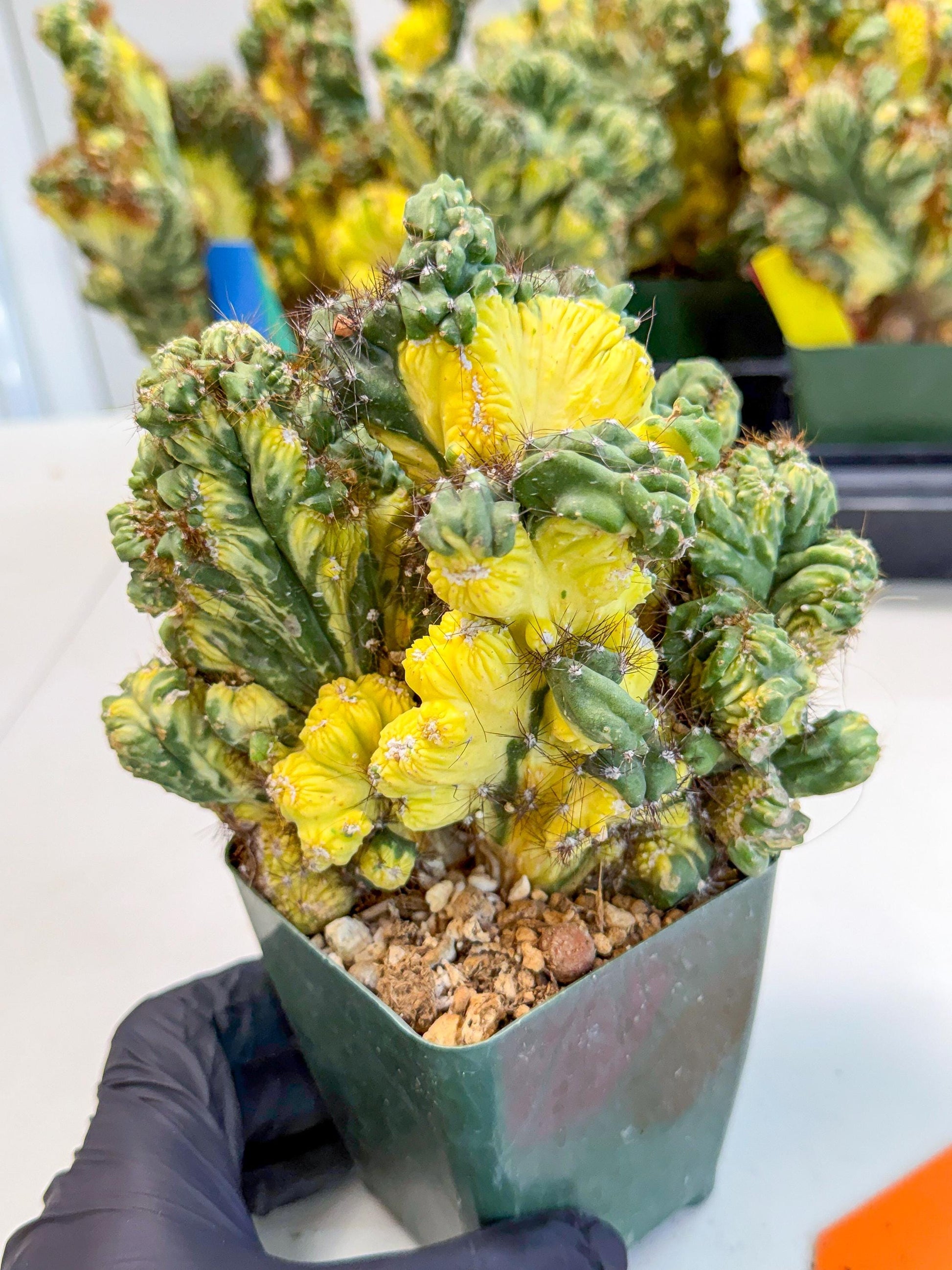 Cereus monstruosus Variegatus Hort (op) | Imported