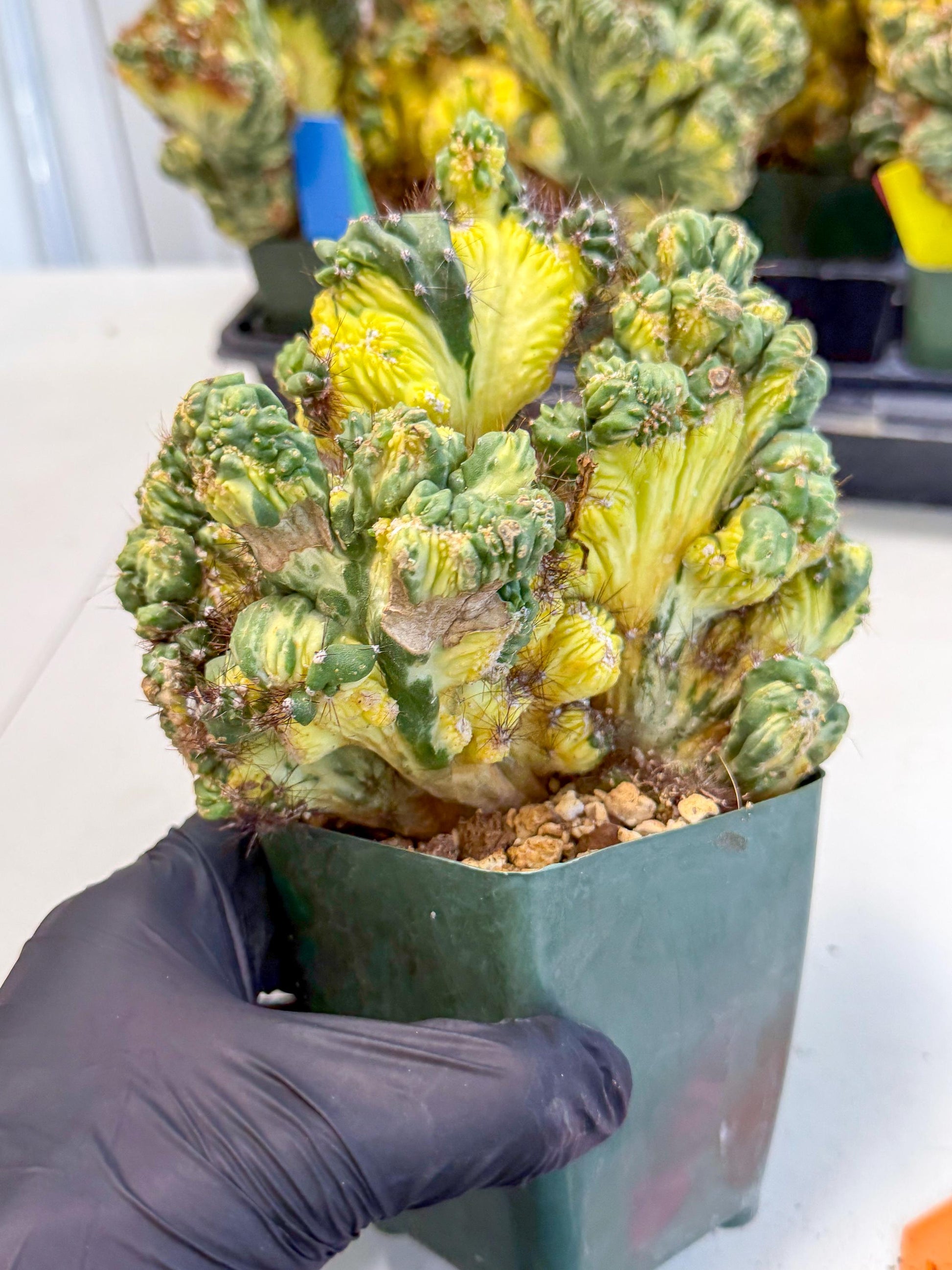 Cereus monstruosus Variegatus Hort (op) | Imported