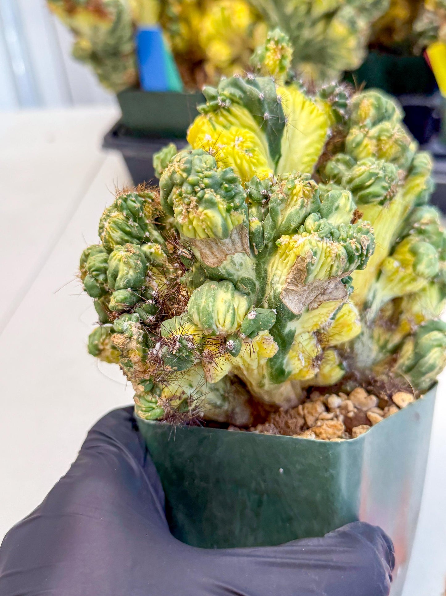 Cereus monstruosus Variegatus Hort (op) | Imported