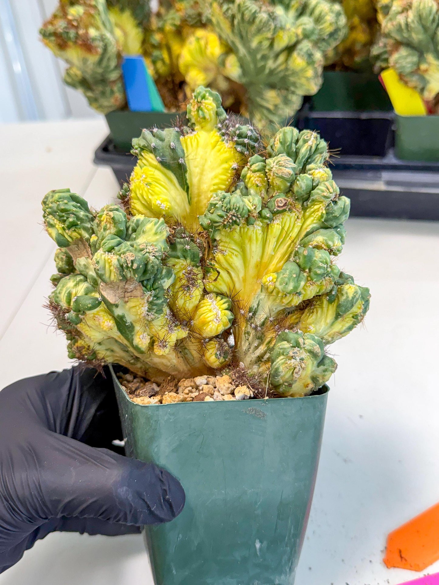 Cereus monstruosus Variegatus Hort (op) | Imported
