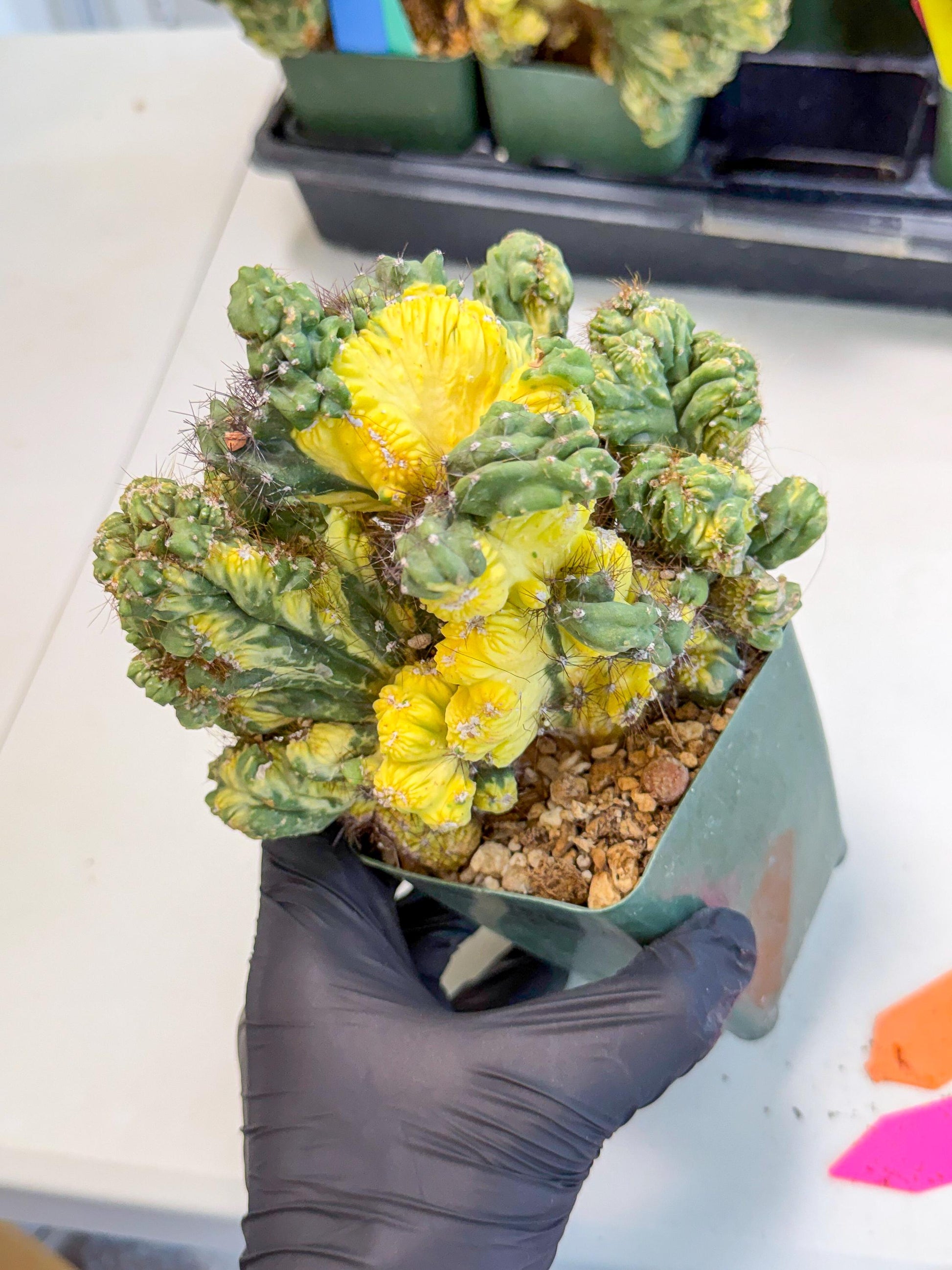 Cereus monstruosus Variegatus Hort (op) | Imported