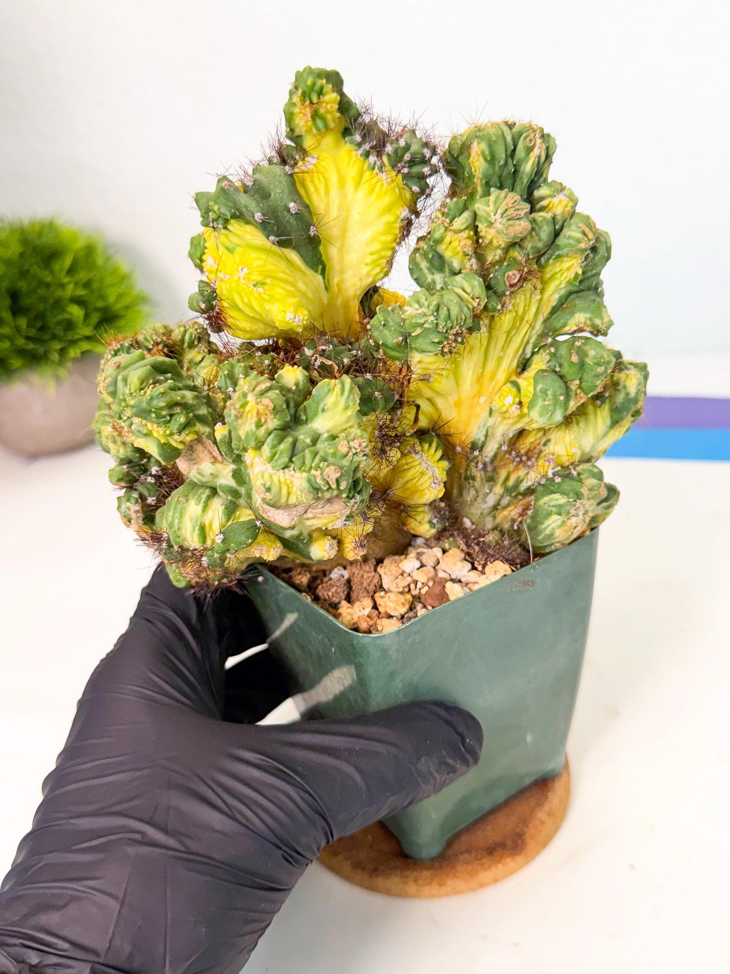 Cereus monstruosus Variegatus Hort (op) | Imported