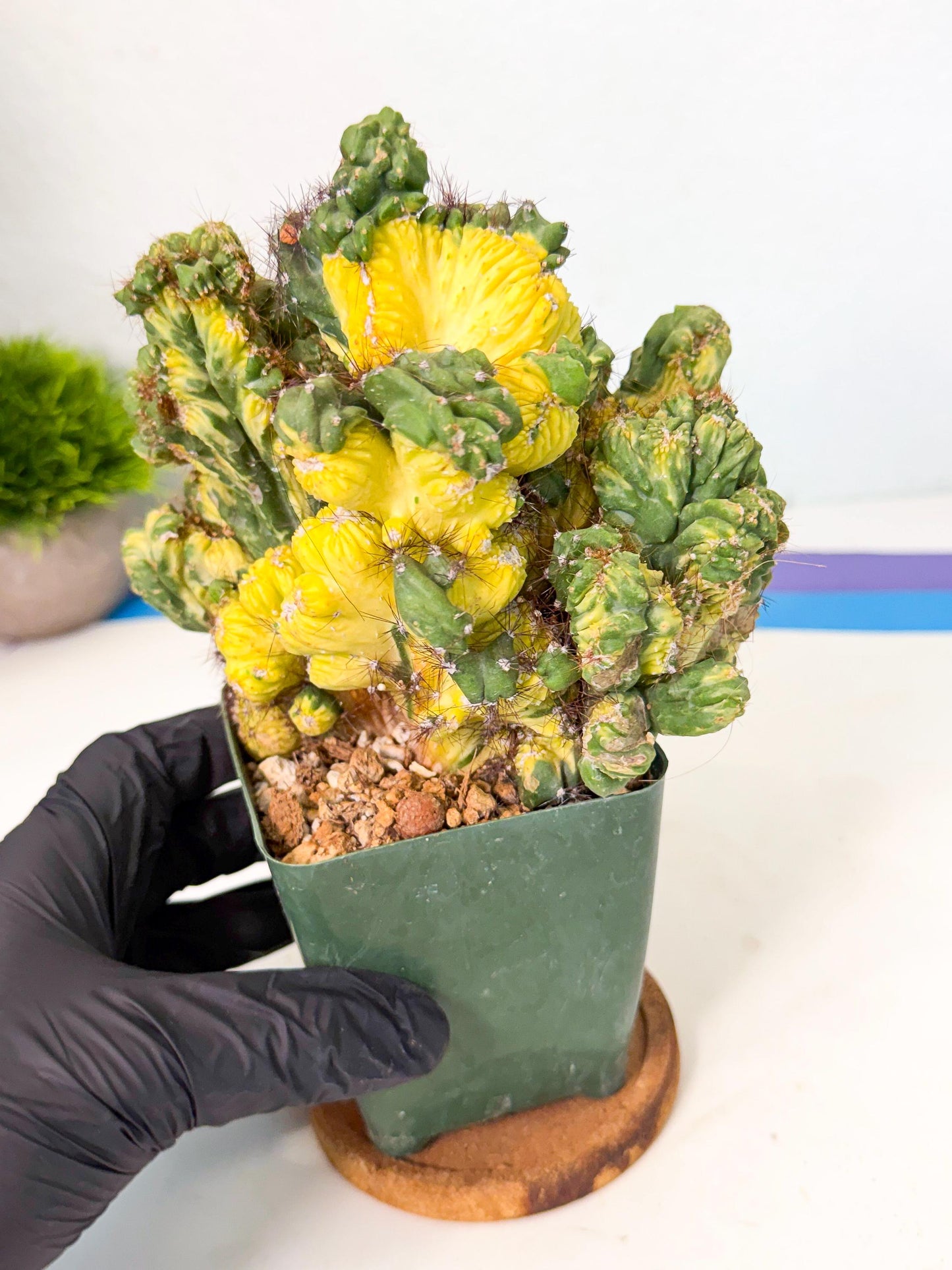 Cereus monstruosus Variegatus Hort (op) | Imported