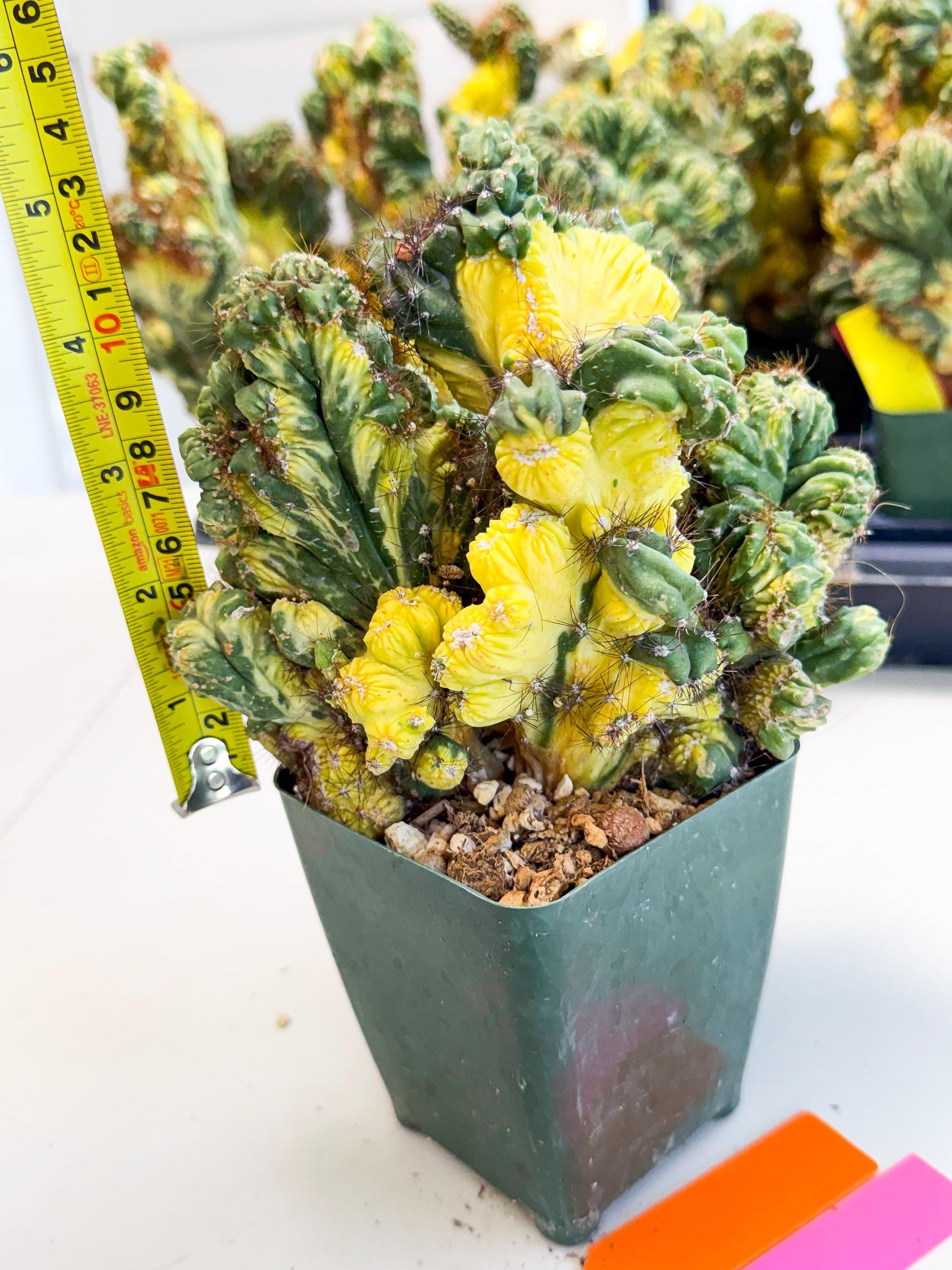 Cereus monstruosus Variegatus Hort (op) | Imported