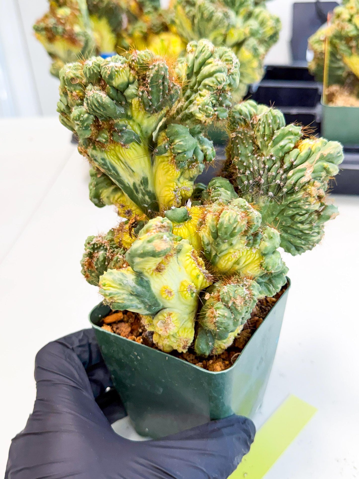 Cereus monstruosus Variegatus Hort (y) | Imported