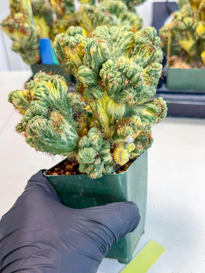 Cereus monstruosus Variegatus Hort (y) | Imported