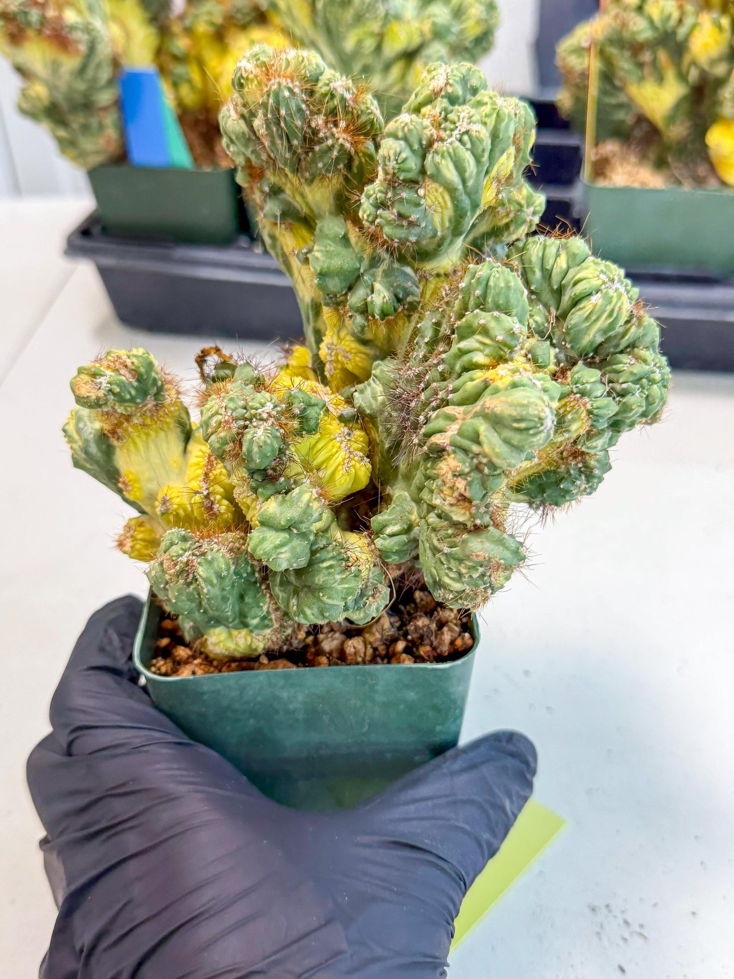 Cereus monstruosus Variegatus Hort (y) | Imported