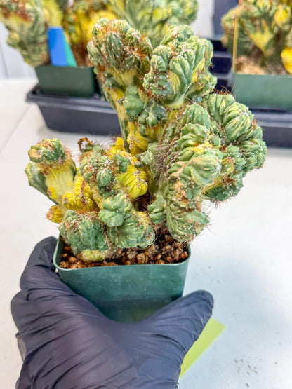 Cereus monstruosus Variegatus Hort (y) | Imported