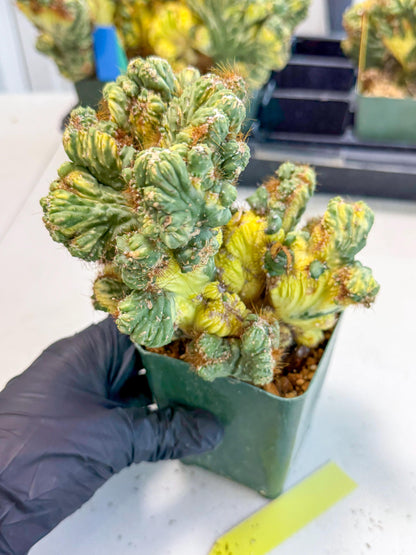 Cereus monstruosus Variegatus Hort (y) | Imported