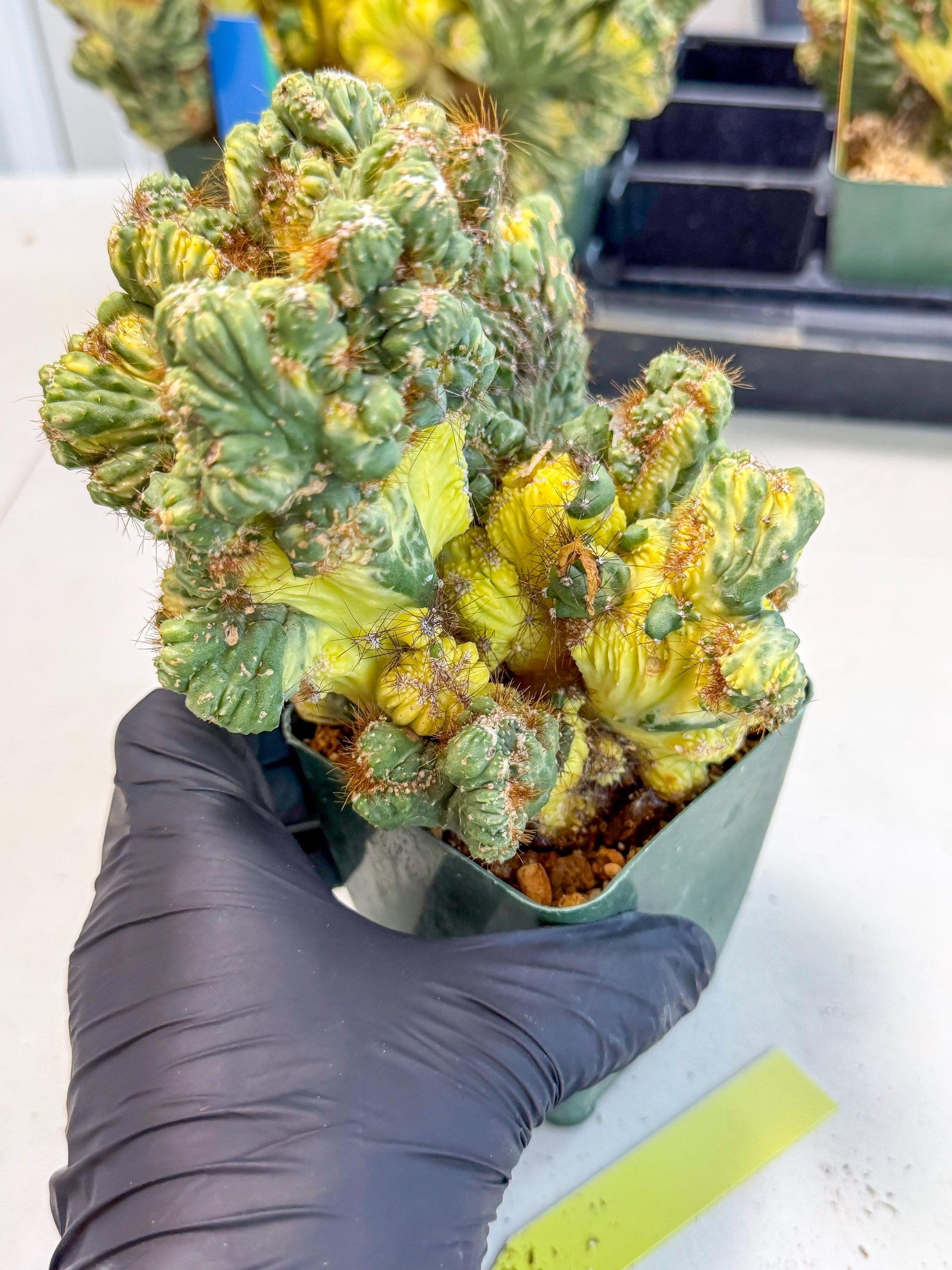 Cereus monstruosus Variegatus Hort (y) | Imported