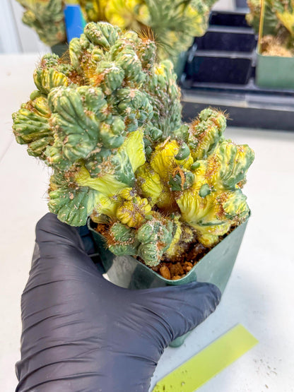 Cereus monstruosus Variegatus Hort (y) | Imported