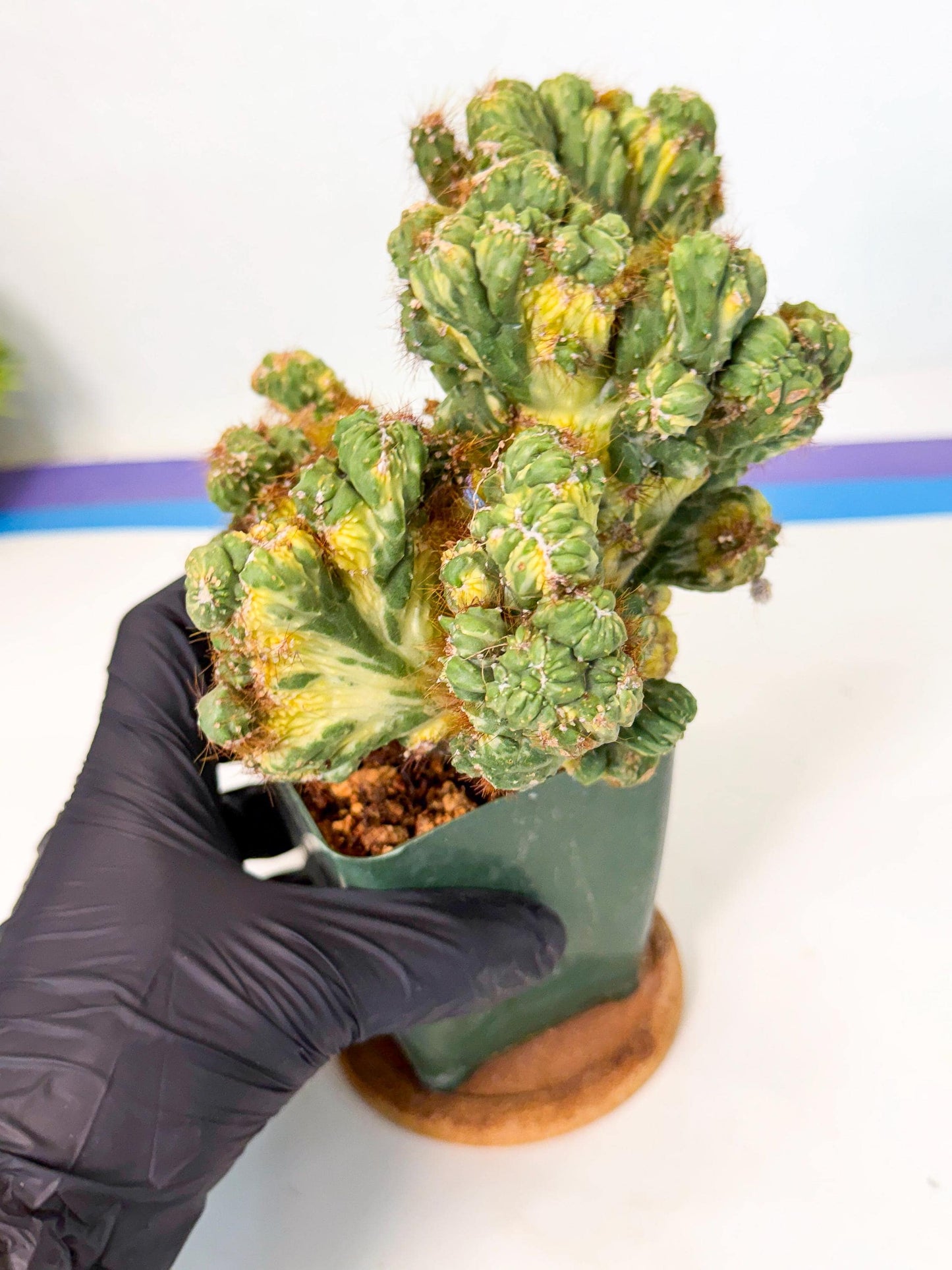 Cereus monstruosus Variegatus Hort (y) | Imported