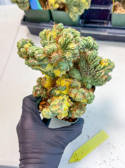 Cereus monstruosus Variegatus Hort (y) | Imported