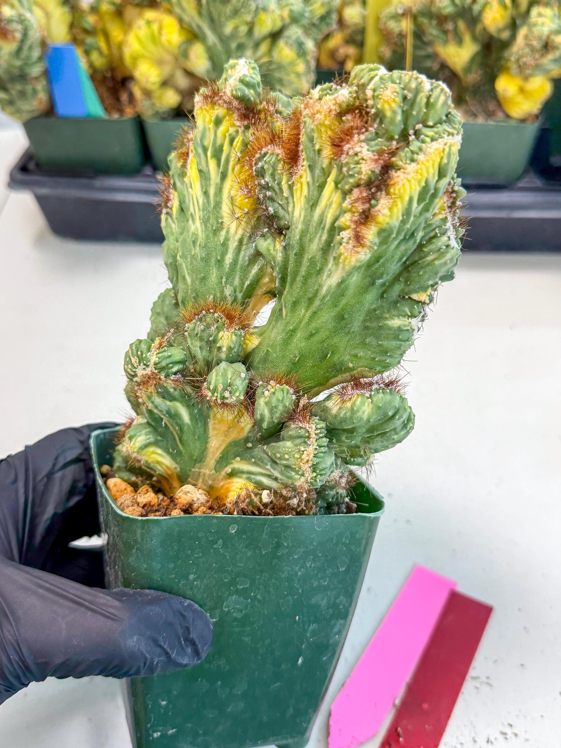 Cereus monstruosus Variegatus Hort (rp) | Imported