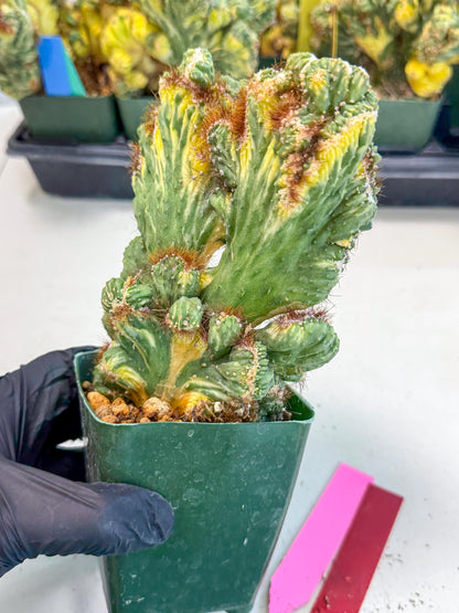 Cereus monstruosus Variegatus Hort (rp) | Imported