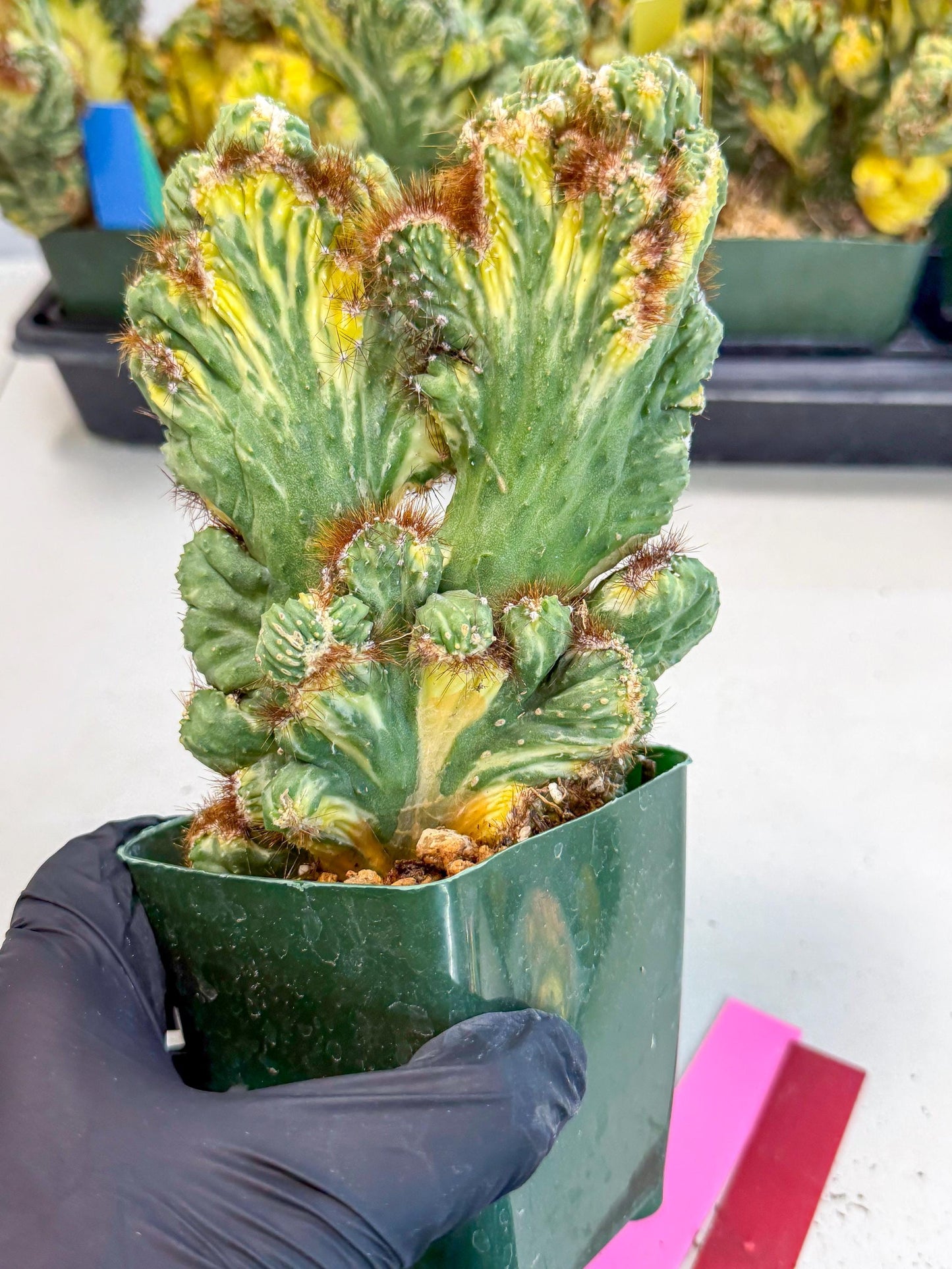 Cereus monstruosus Variegatus Hort (rp) | Imported
