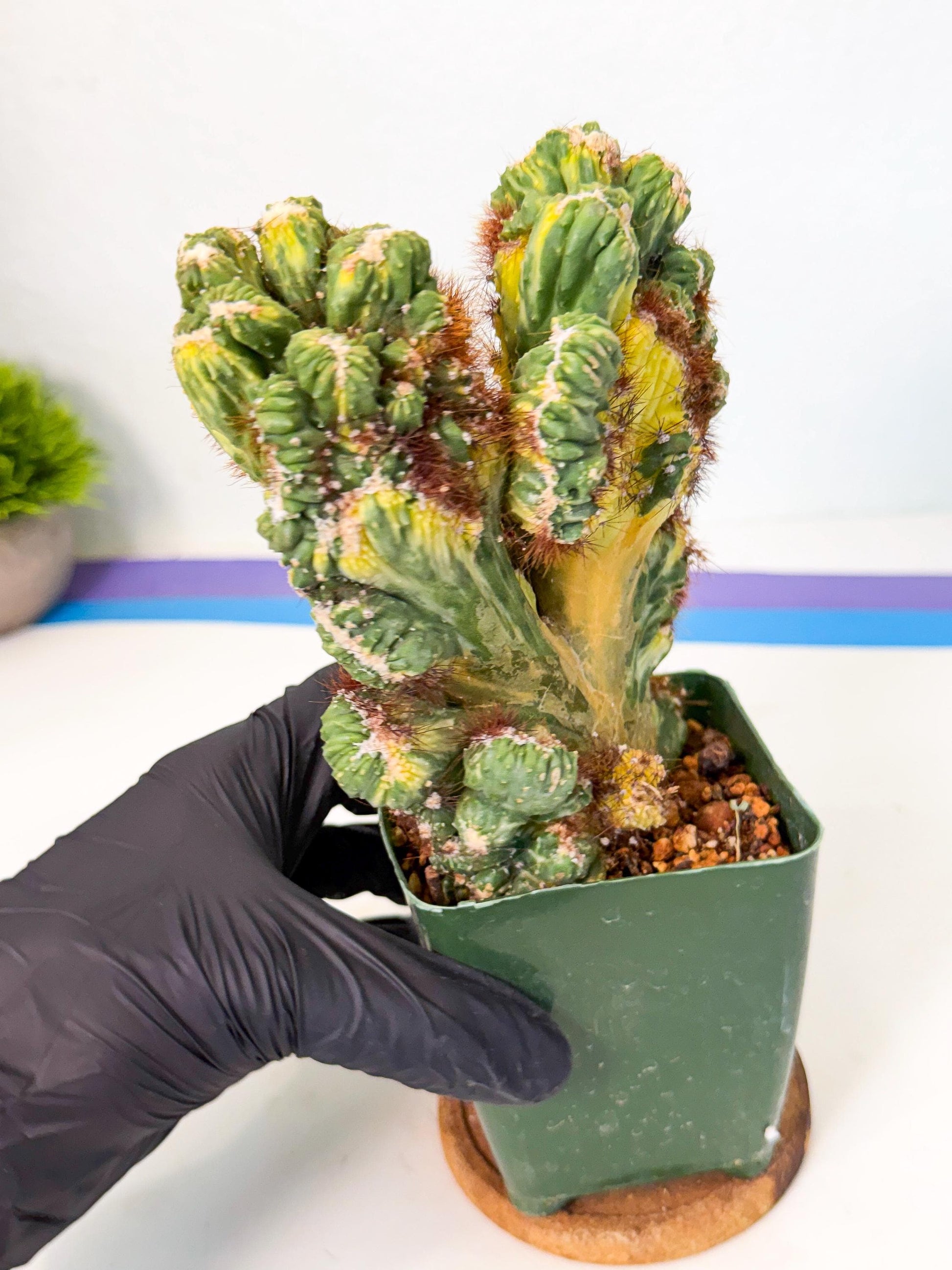 Cereus monstruosus Variegatus Hort (rp) | Imported