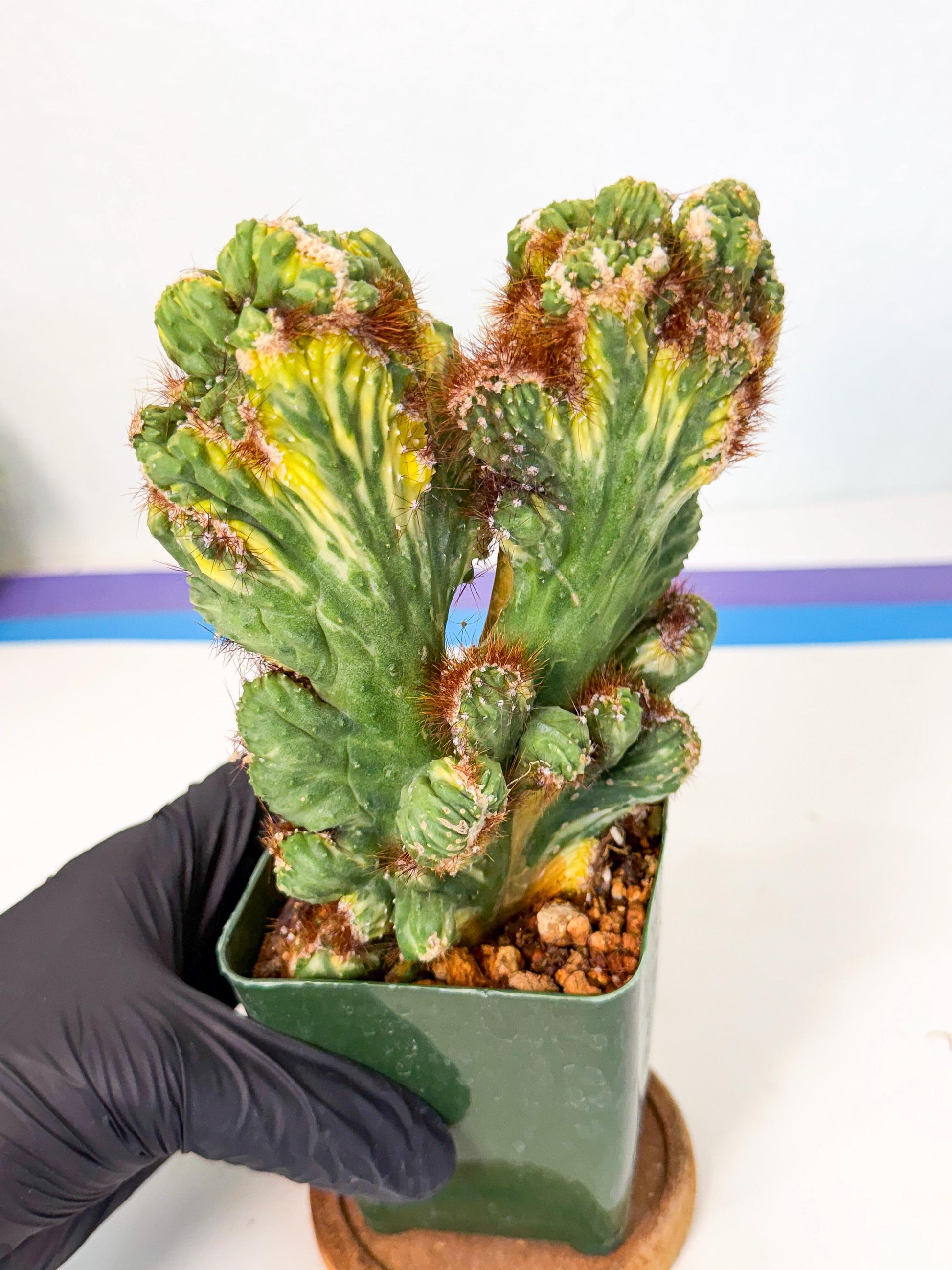 Cereus monstruosus Variegatus Hort (rp) | Imported