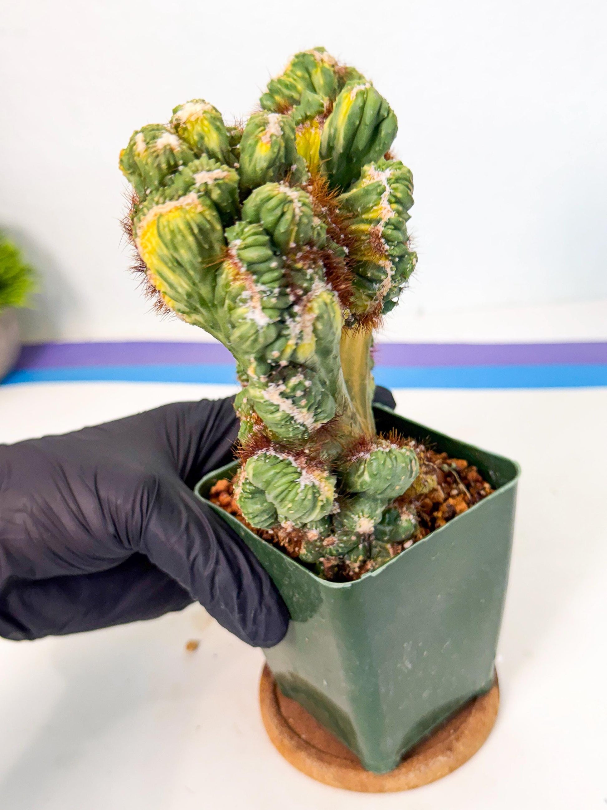 Cereus monstruosus Variegatus Hort (rp) | Imported