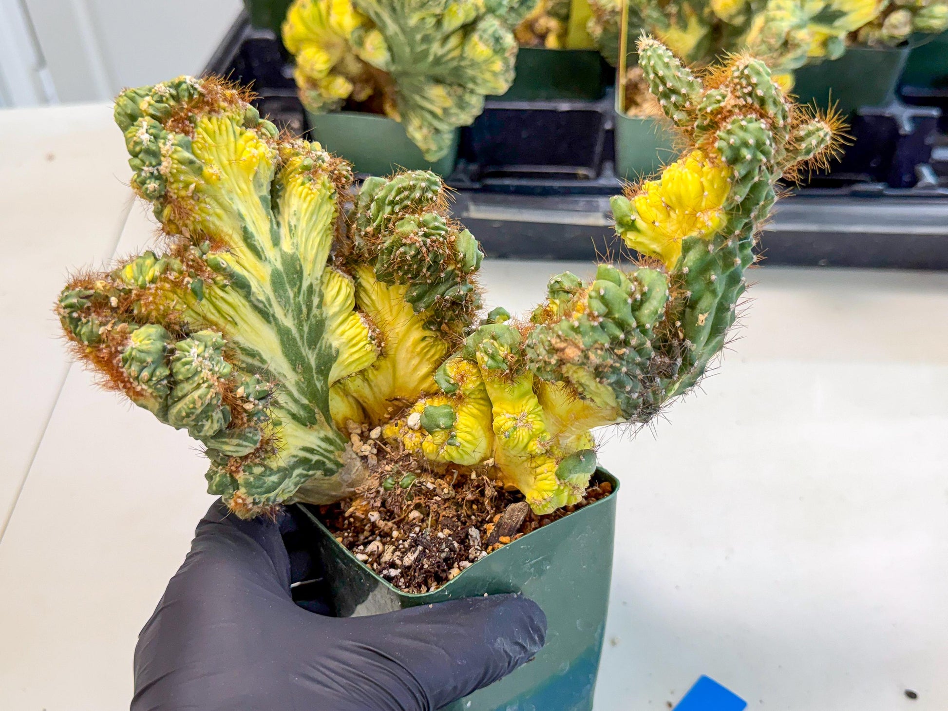 Cereus monstruosus Variegatus Hort (bg) | Imported