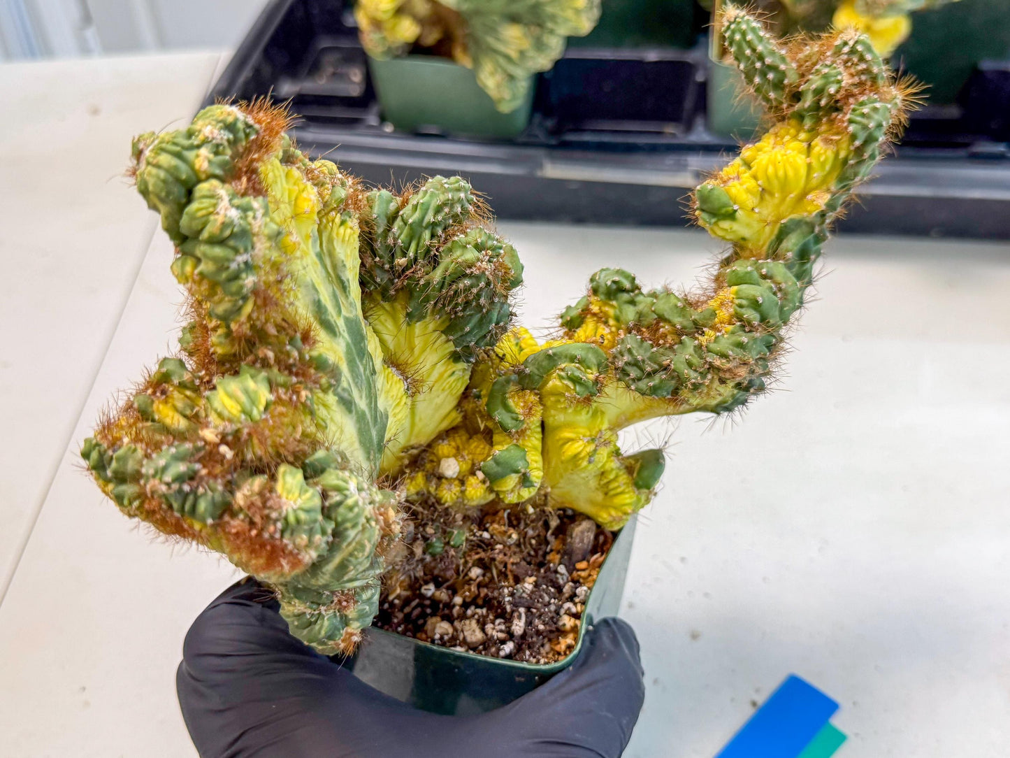 Cereus monstruosus Variegatus Hort (bg) | Imported