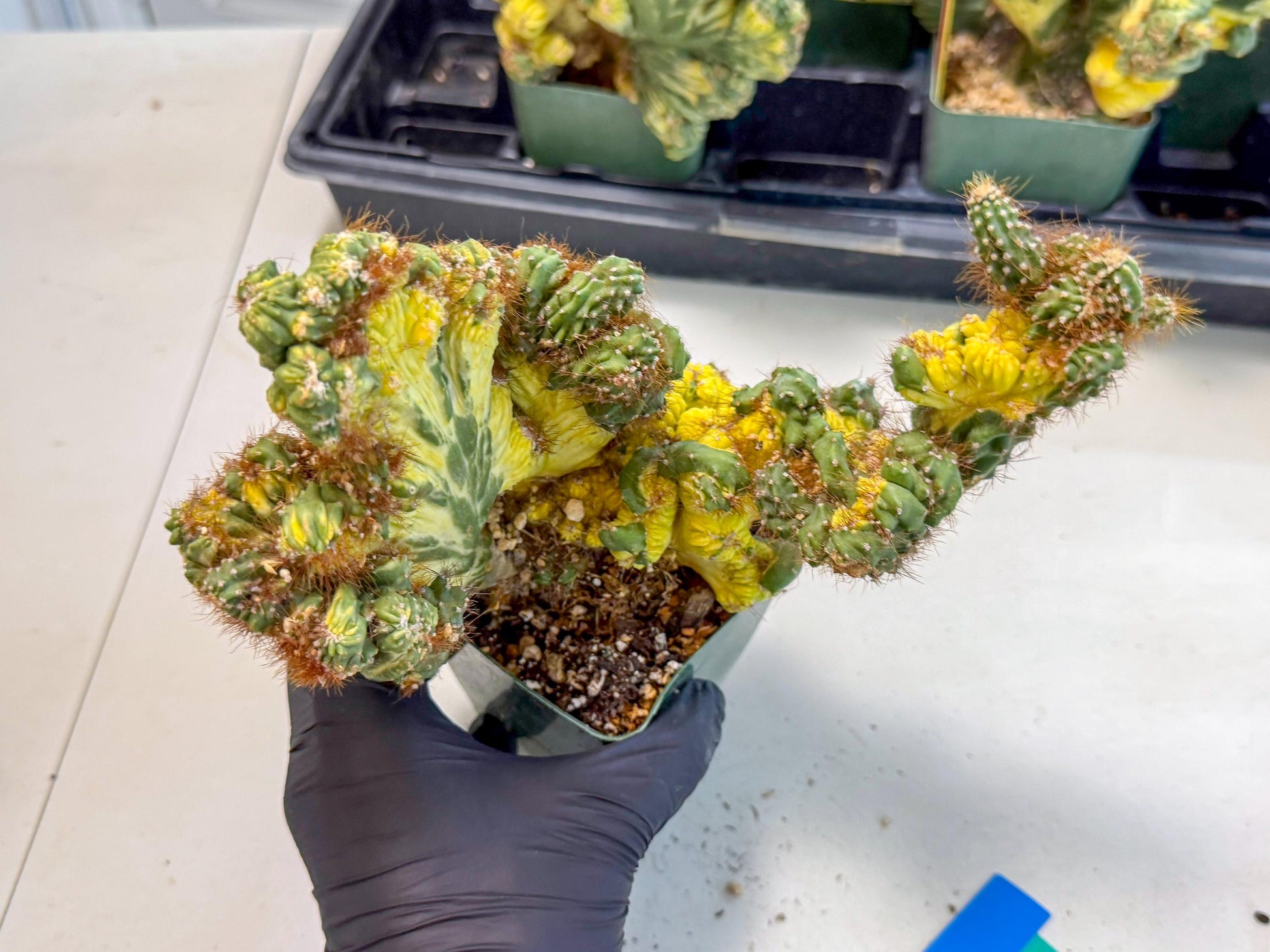 Cereus monstruosus Variegatus Hort (bg) | Imported