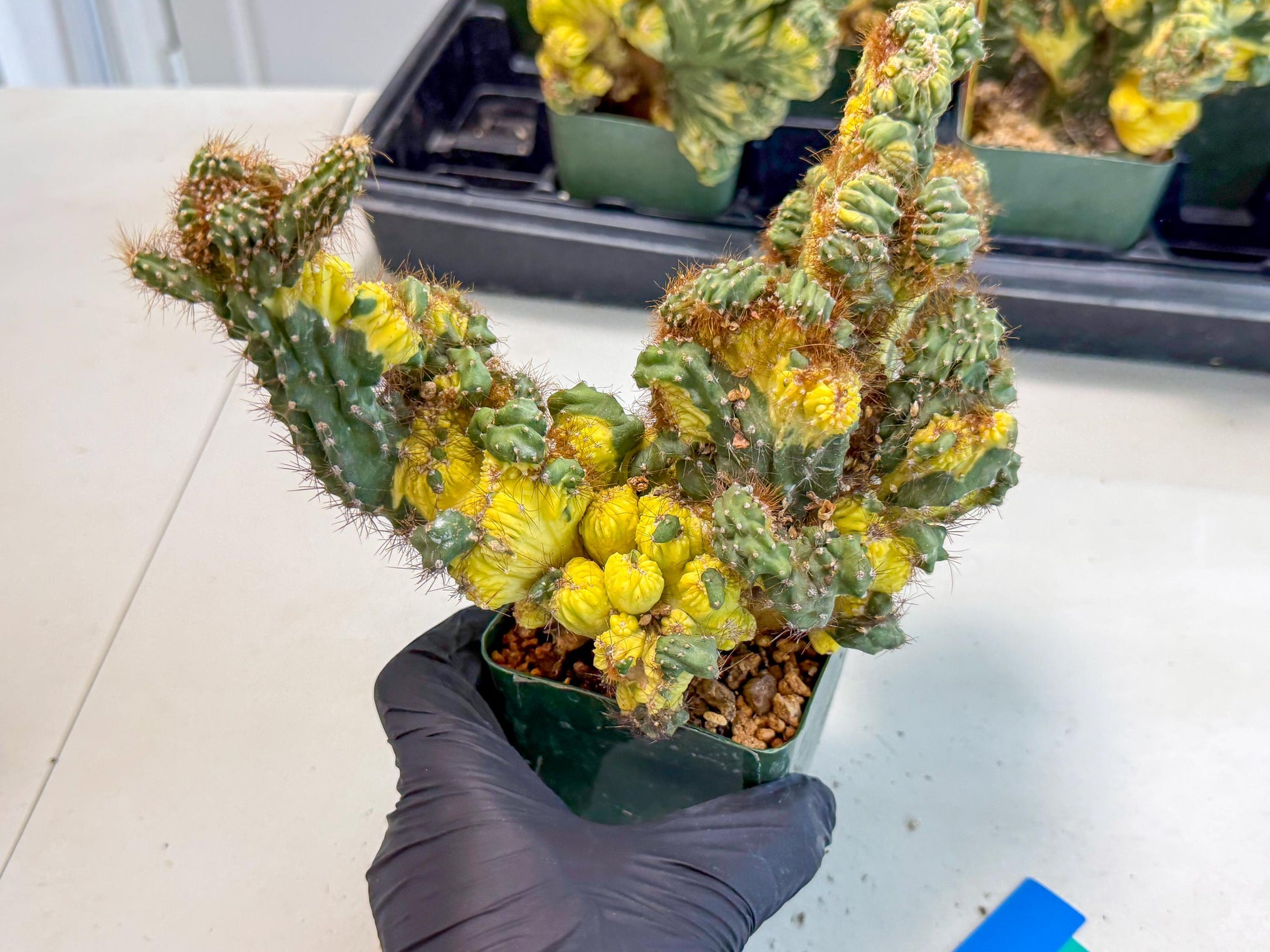 Cereus monstruosus Variegatus Hort (bg) | Imported