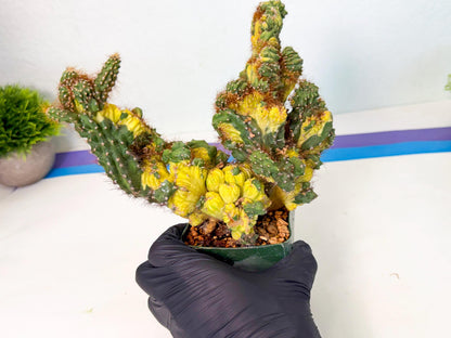 Cereus monstruosus Variegatus Hort (bg) | Imported