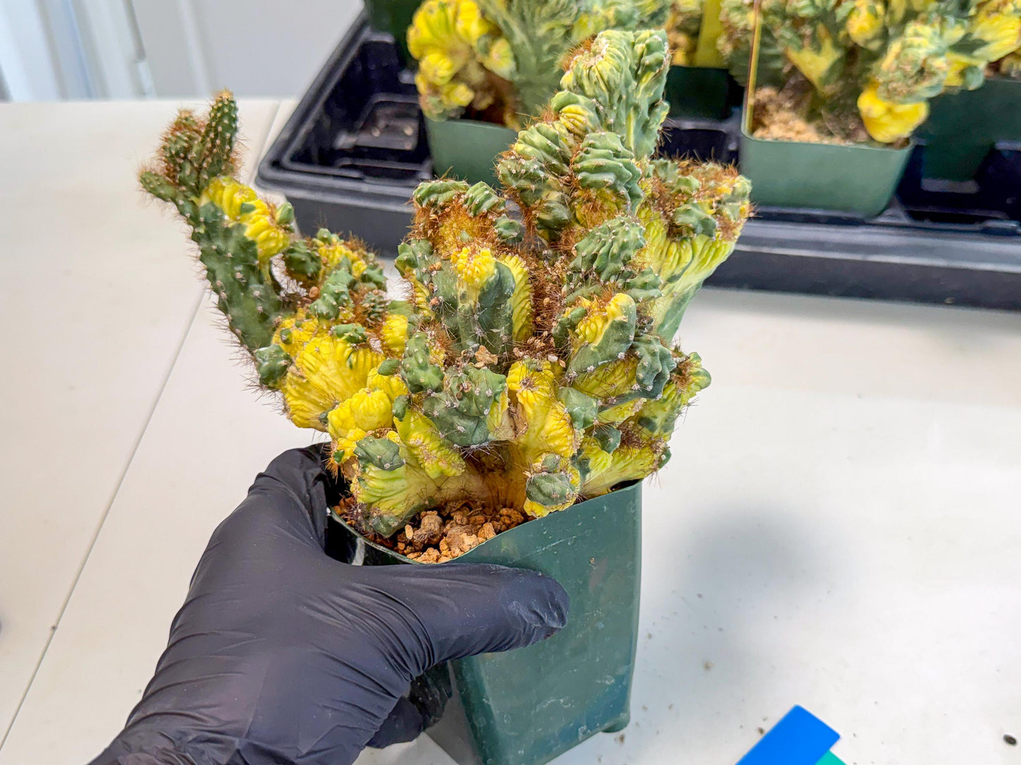 Cereus monstruosus Variegatus Hort (bg) | Imported