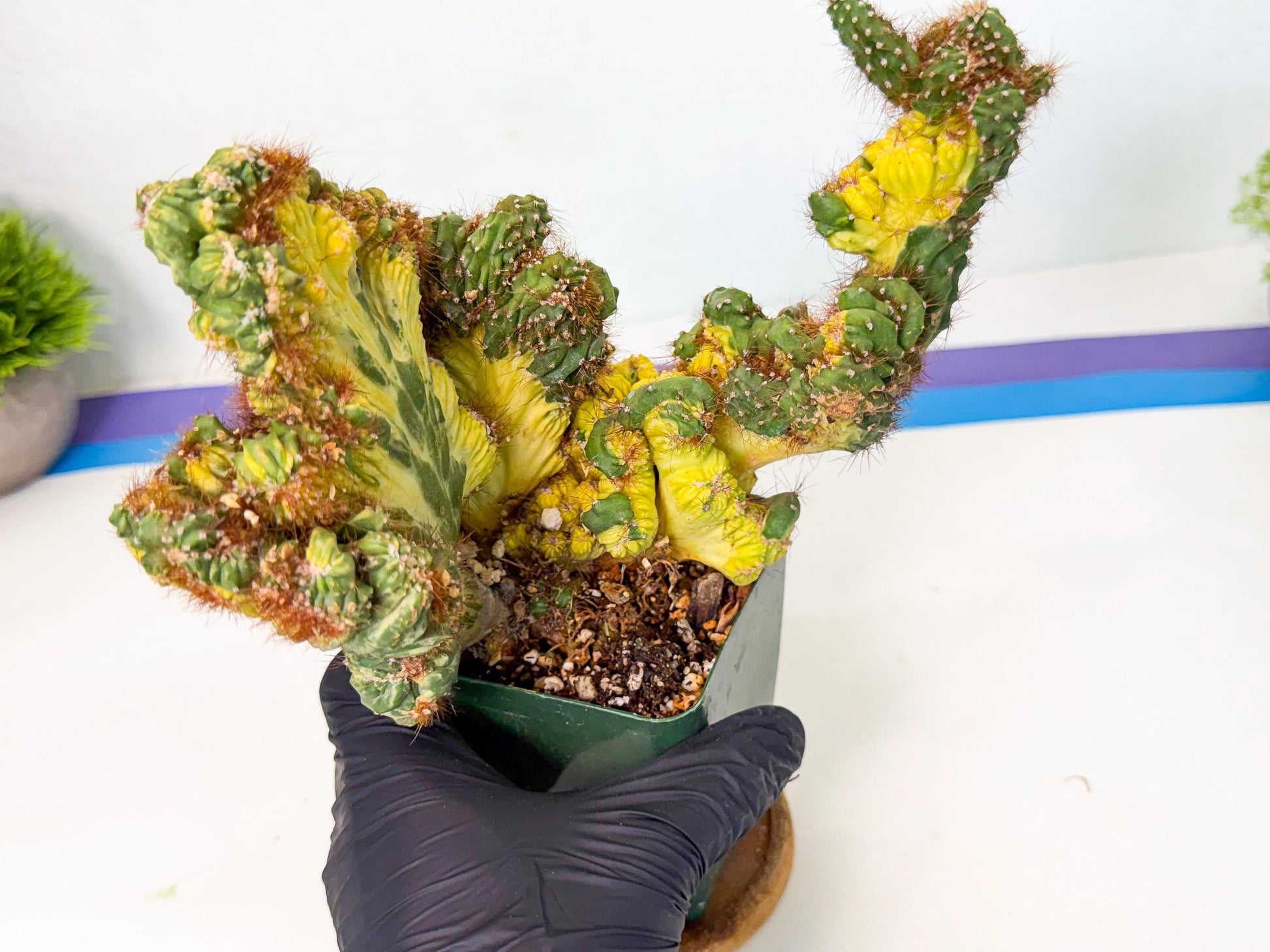 Cereus monstruosus Variegatus Hort (bg) | Imported