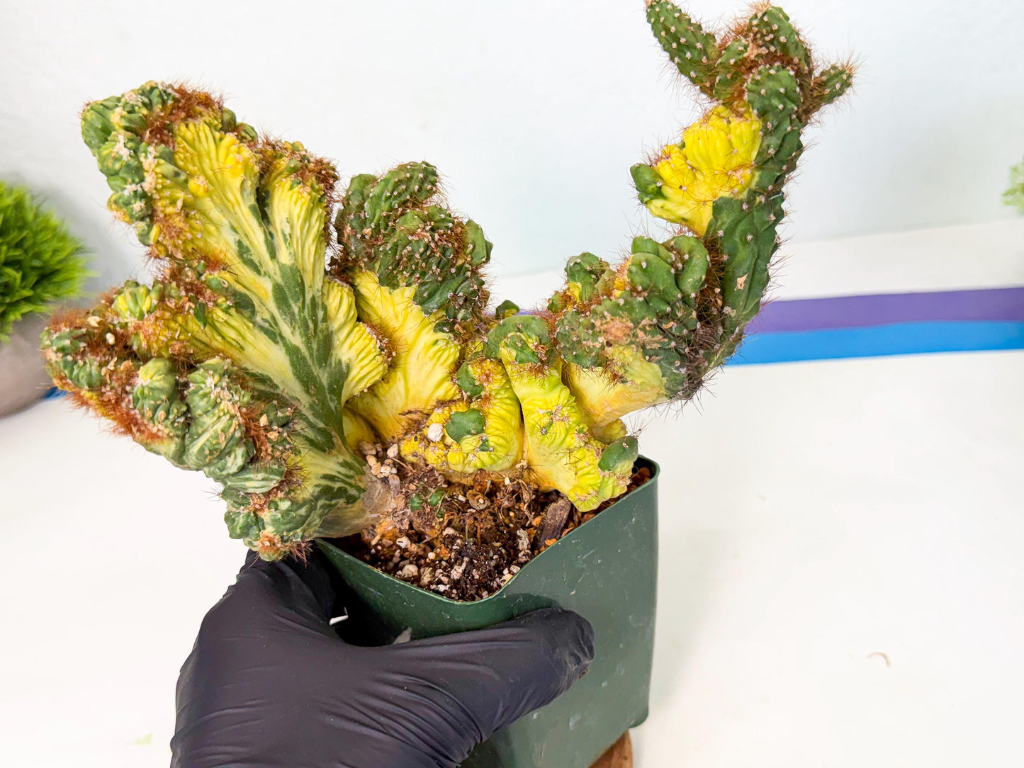 Cereus monstruosus Variegatus Hort (bg) | Imported