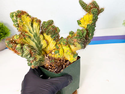 Cereus monstruosus Variegatus Hort (bg) | Imported