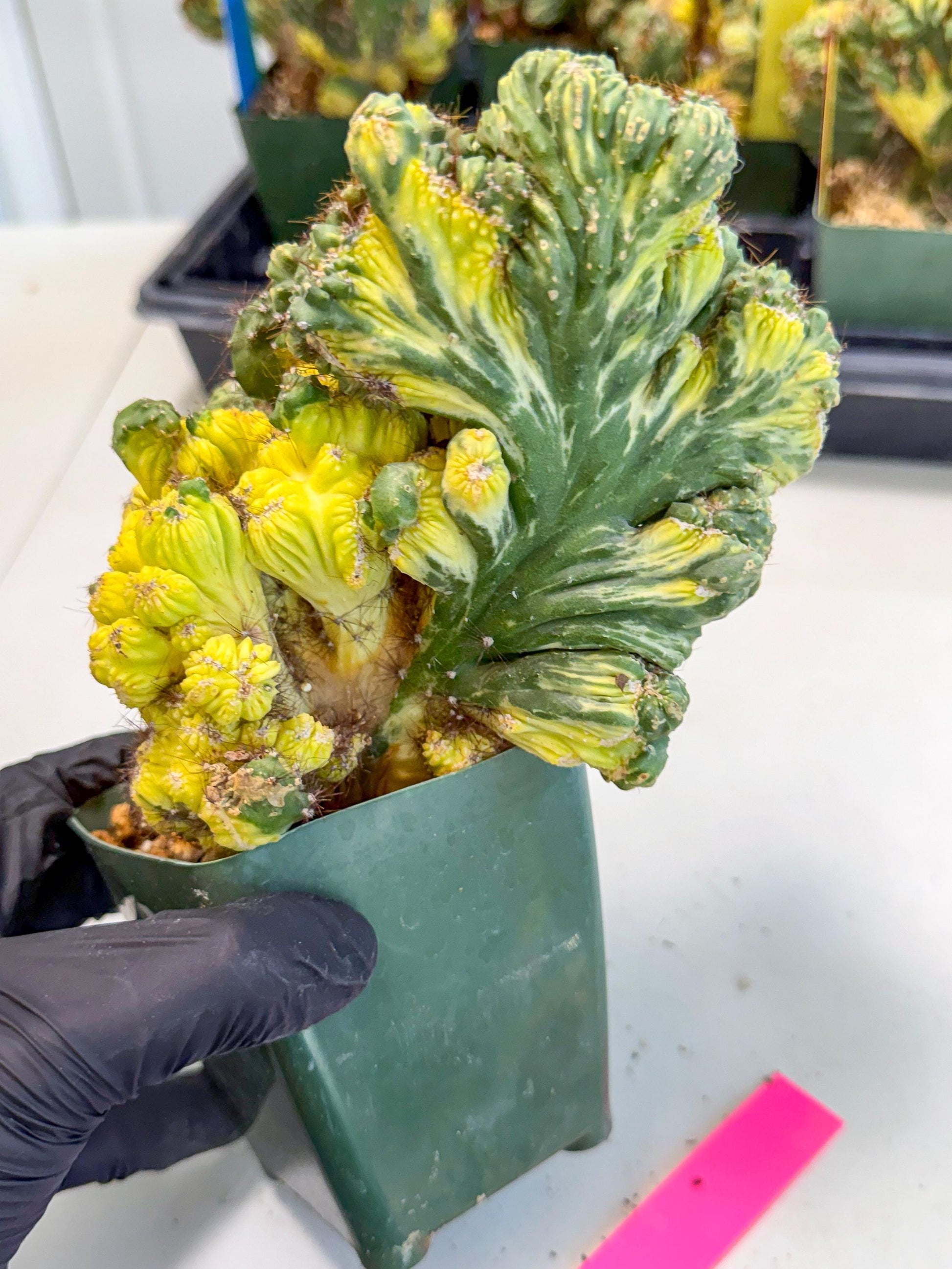 Cereus monstruosus Variegatus Hort (p) | Imported