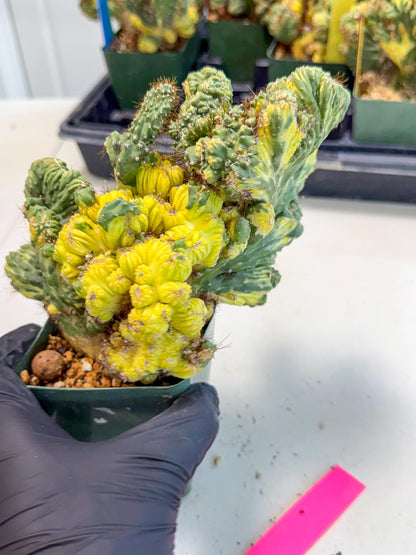 Cereus monstruosus Variegatus Hort (p) | Imported