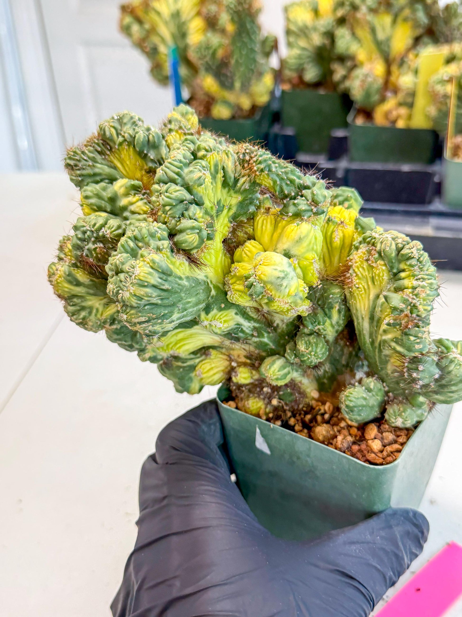 Cereus monstruosus Variegatus Hort (p) | Imported