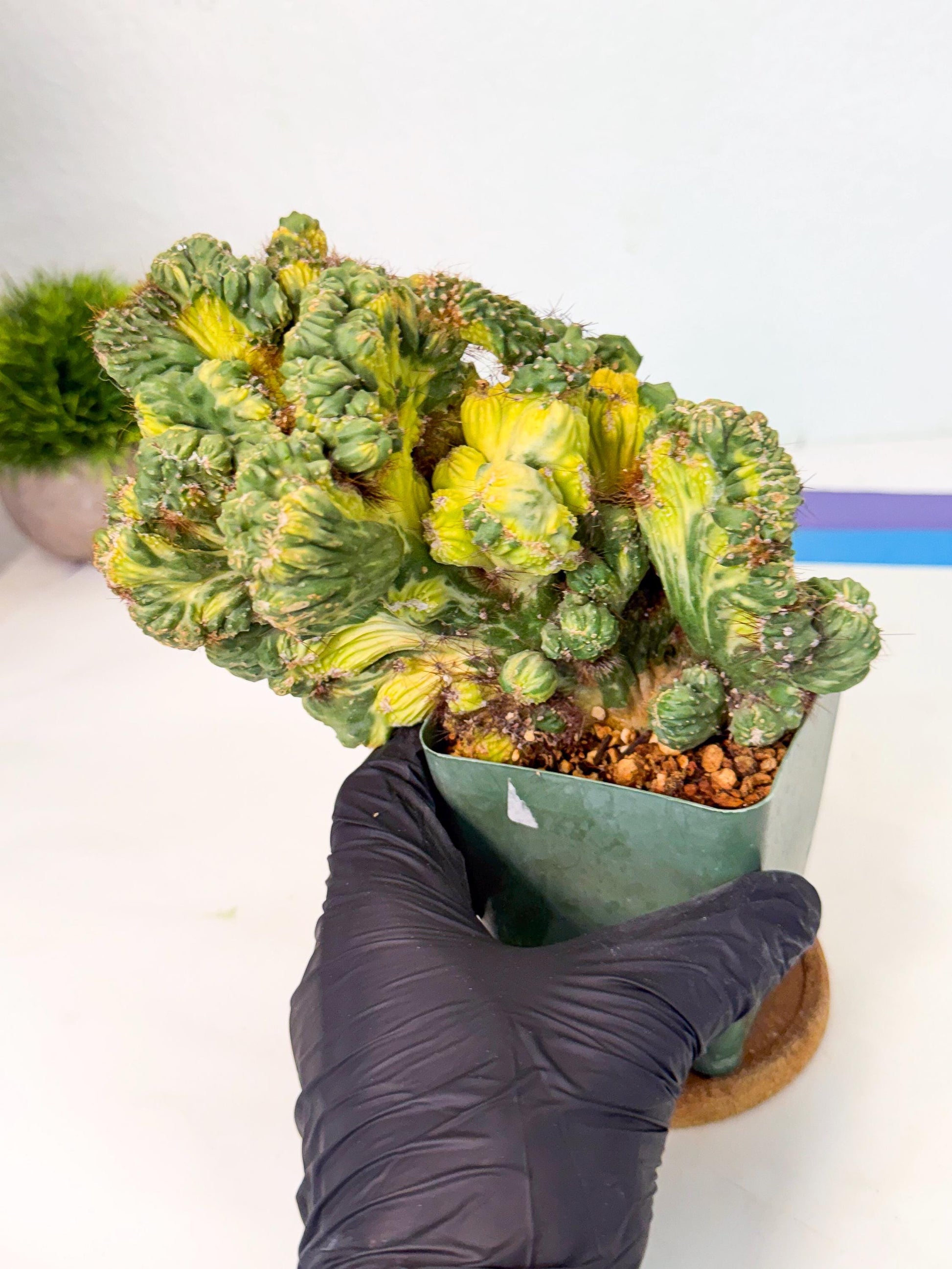 Cereus monstruosus Variegatus Hort (p) | Imported