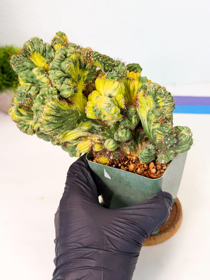 Cereus monstruosus Variegatus Hort (p) | Imported