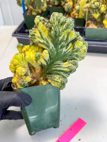 Cereus monstruosus Variegatus Hort (p) | Imported