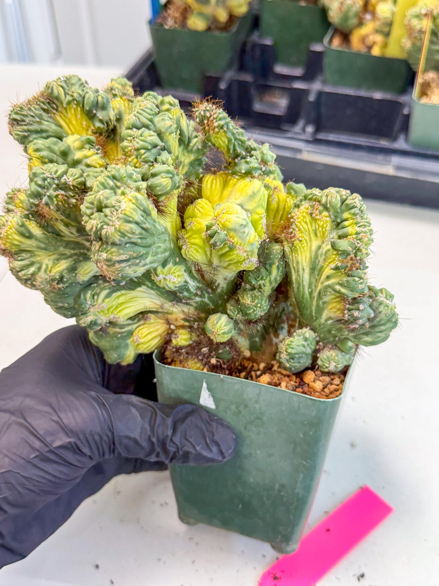 Cereus monstruosus Variegatus Hort (p) | Imported