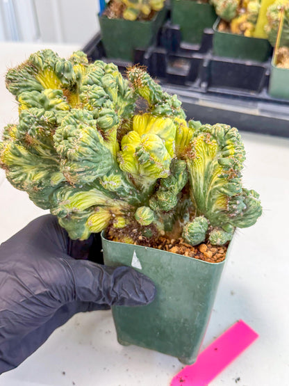 Cereus monstruosus Variegatus Hort (p) | Imported