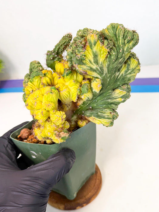 Cereus monstruosus Variegatus Hort (p) | Imported