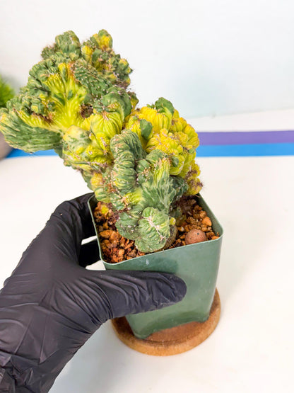 Cereus monstruosus Variegatus Hort (p) | Imported