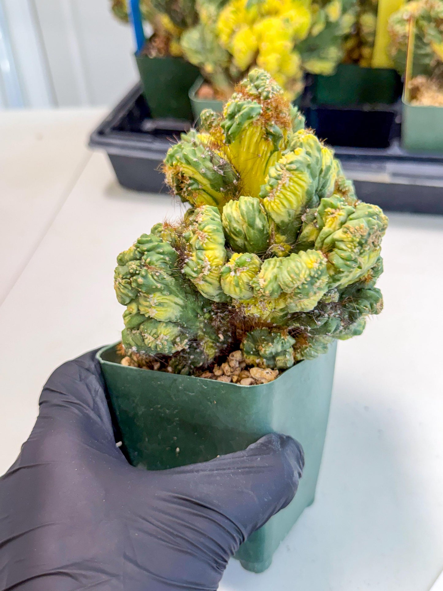 Cereus monstruosus Variegatus Hort (w) | Imported