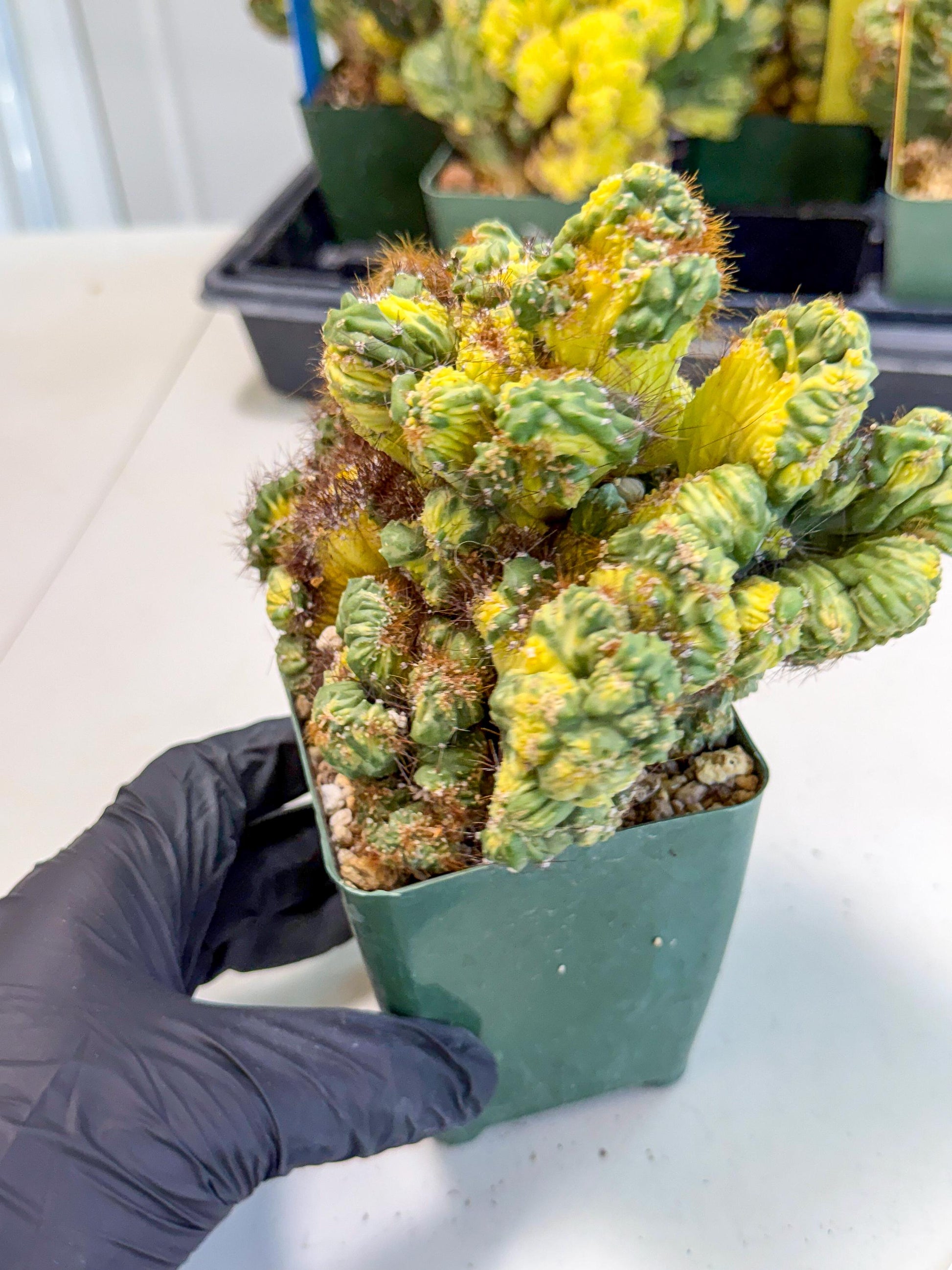 Cereus monstruosus Variegatus Hort (w) | Imported