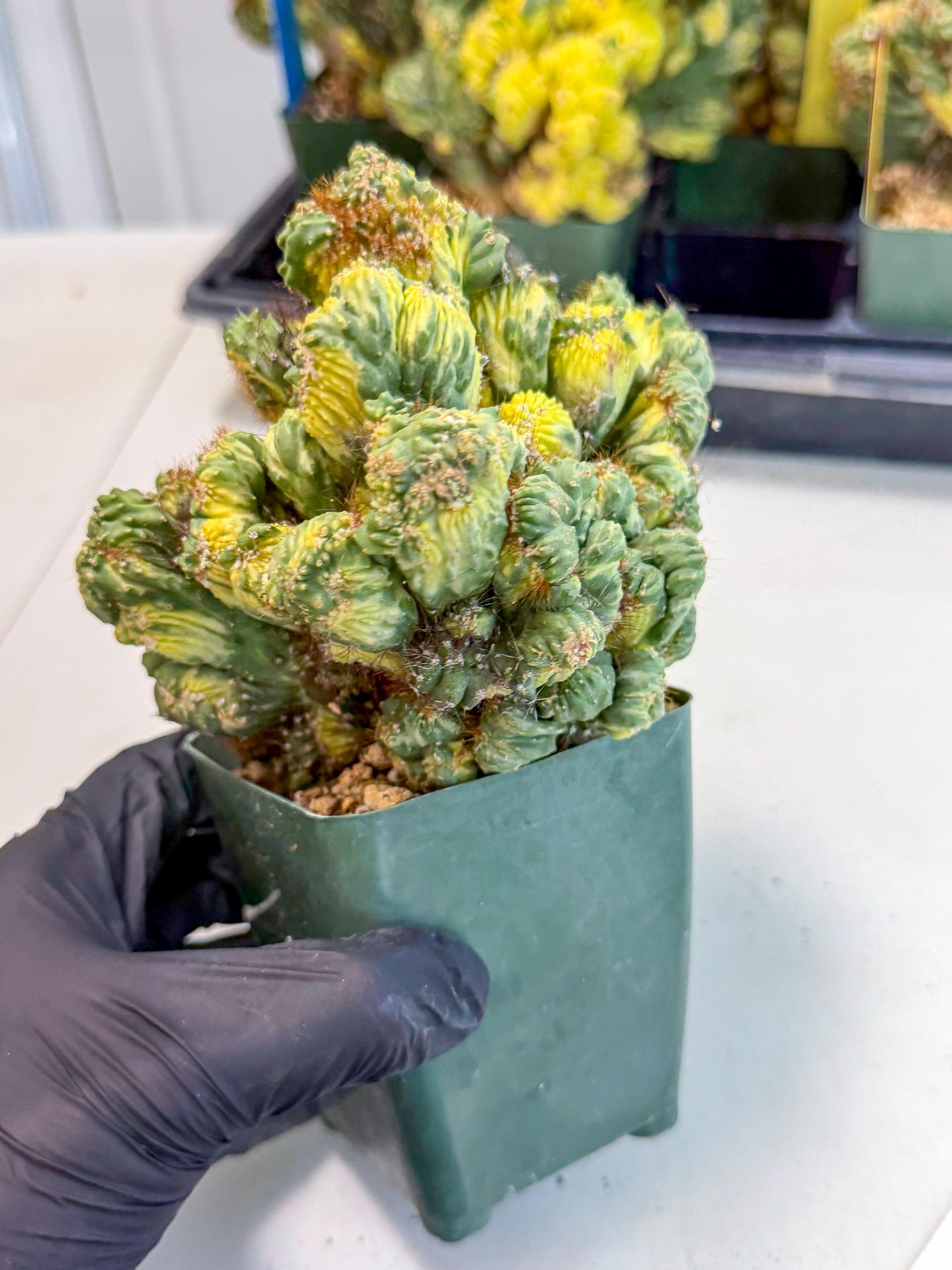 Cereus monstruosus Variegatus Hort (w) | Imported